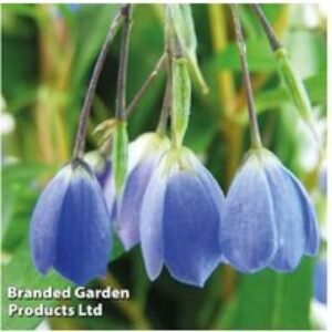 Sollya Bluebell Creeper - Evergreen Flowering Climber