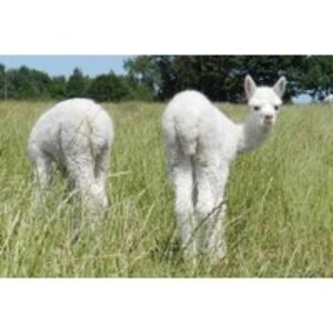 45 Min Baby Alpaca Experience w/ Optional Afternoon Tea - Up to 2 - Boundary | Wowcher