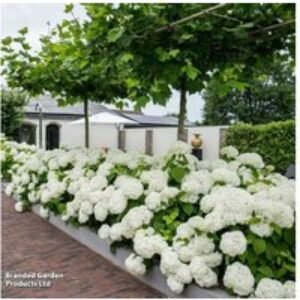 Hydrangea arborescens 'Strong Annabelle' Flowering Shrub - 1 or 2 Plants