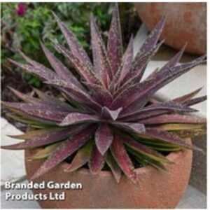 Mangave 'Blazing Saddles' Succulent - Evergreen