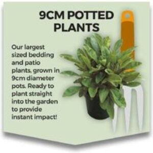 Hosta 'So Sweet' Perennial - Fragrant