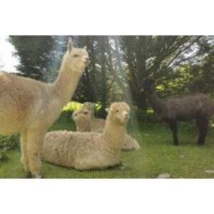 4-Star Mongolian Yurt in Woodland Scenery for Four Guests | Wowcher