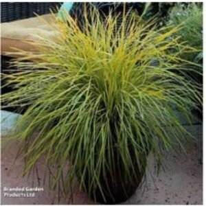 Lomandra Miners Gold — Evergreen Drought-Tolerant Grass (1 or 3 Plants