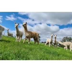Farmhouse Retreat: 2-Night Stay With Hot Tub & Alpaca Encounter Included - Stay for 2 or Family of 4 | Wowcher