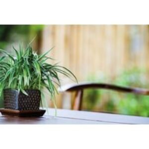 Spider Plant (Chlorophytum comosum) Houseplant - Air Purifying
