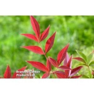 Nandina Obsessed Shrub - Multi-Seasonal Colour