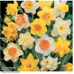 Mixed Spring Daffodil Bulbs - Flowering Perennial