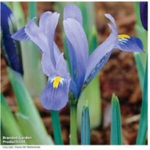 Dwarf Iris Harmony Bulbs - Early Spring Flowering Perennial (50 Pack) | Wowcher