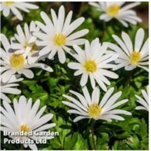 Spring Flowering Bulb Collection - Tulip