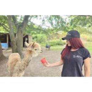 1 Hour Alpaca Meet and Greet for up to 4/Family - Birmingham | Wowcher