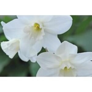 Mixed Narcissus Dwarf Flowering Bulbs - 60 or 120 Pack