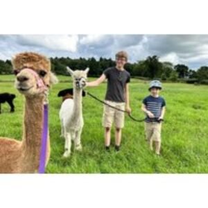 60 Min Alpaca Meet and Greet Experience - Stormcloud Alpacas