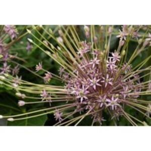 Allium schubertii Bulbs - Dramatic Flowering Perennial for Summer Borders | Wowcher