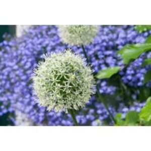 Allium Mount Everest Perennial Bulbs - White Flowering