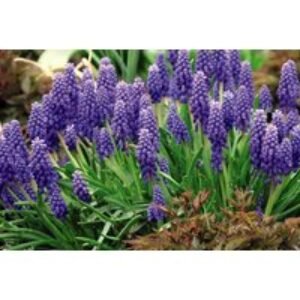 Spring Flowering Bulb Saver Collection - Mixed Perennial Bulbs