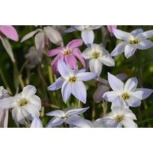 Ipheion Mix Flowering Bulbs - Hardy Perennial