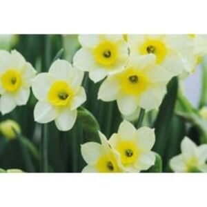 Miniature Daffodil 'Minnow' Flowering Bulbs - RHS Award