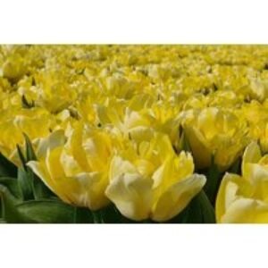 Tulip 'Secret Perfume' Double Flowering Bulbs - 10 or 20 Pack | Wowcher