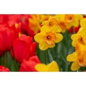 Spring Flowering Bulb Collection - Daffodil 'Falconet' & Tulip 'Escape' | Wowcher