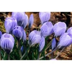 Crocus Bicolour Flowering Bulbs - Early Spring Perennial