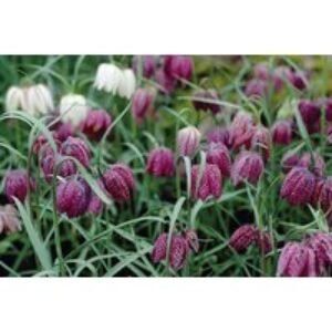 Snakes Head Fritillaria Bulbs - British Wildflower