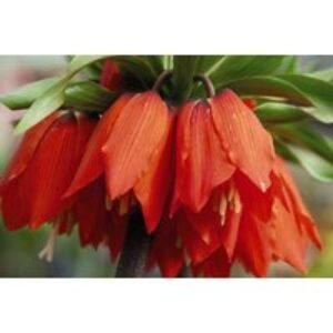 Red Fritillaria Imperialis Bulbs - Dramatic Spring Flowering Perennial
